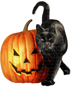 cat and pumpkin - Free PNG