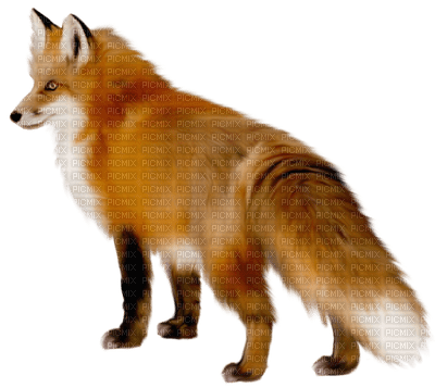 fox - ingyenes png