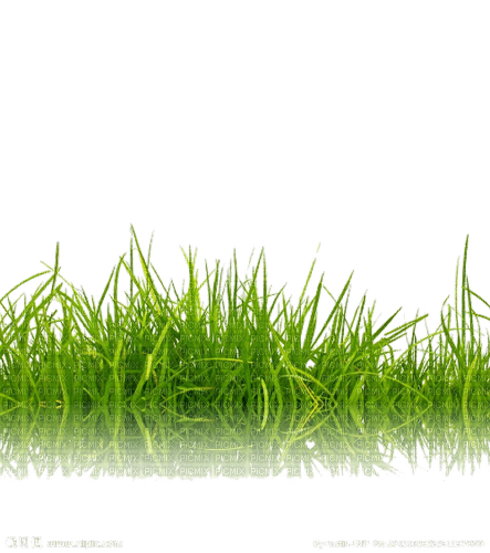grass  deco - 免费PNG