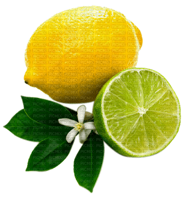 lemon fruit bp - ingyenes png