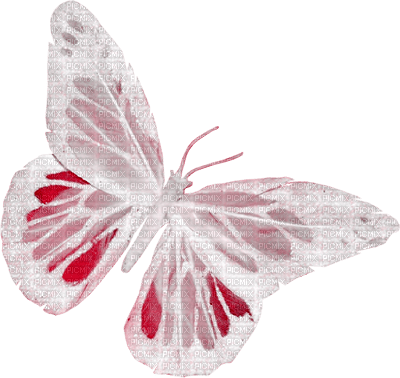 patymirabelle papillon - png ฟรี