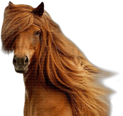 cheval - bezmaksas png