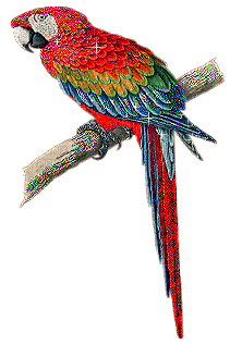 pappagallo - GIF animado gratis