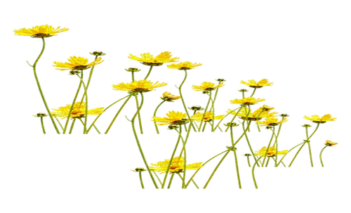 wild yellow flowers sunshine3 - darmowe png