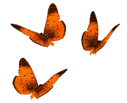 Animated.Butterflies.Orange - By KittyKatLuv65 - Nemokamas animacinis gif