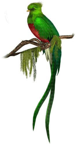 Papagaio - PNG gratuit