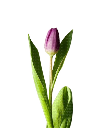 tulips - Free PNG