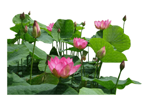 Lotus - 無料png