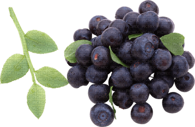 blueberries bp - δωρεάν png