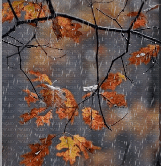 Autumn.Rain.Automne.Otoño.gif.Victoriabea - GIF animé gratuit