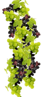 grapes bp - Free PNG