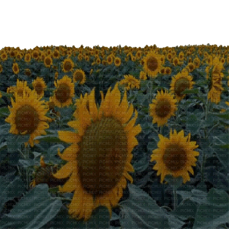 sunflower sonnenblume tournesol - GIF animasi gratis
