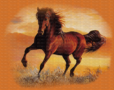 fond horse. horses bp - Ücretsiz animasyonlu GIF