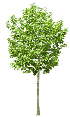 arbre - zdarma png