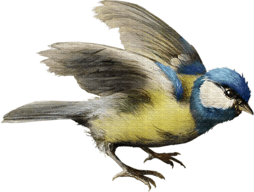 oiseaux - nemokama png