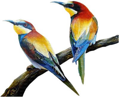 bird_birds oiseaux_oiseau  _-Blue DREAM 70 - darmowe png