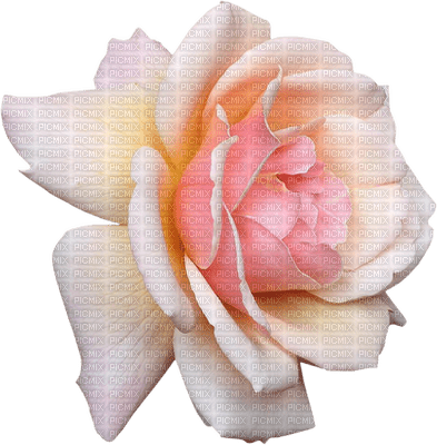 pink-rose-flower--minou52 - gratis png