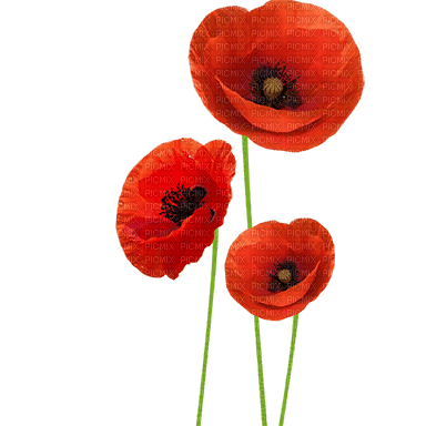 Blue DREAM  70 _ flowers_poppies - zadarmo png