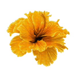 Экзотический желтый цветок - GIF animate gratis
