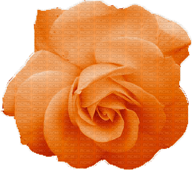 kikkapink deco scrap orange rose flower - png gratuito