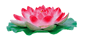 Lotus - GIF animado grátis
