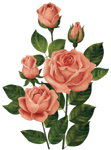 vintage roses - PNG gratuit