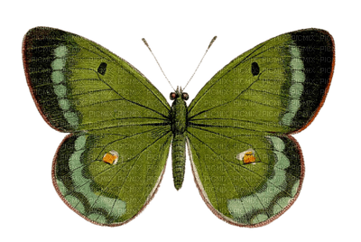 Kaz_Creations Deco Butterfly Colours - darmowe png