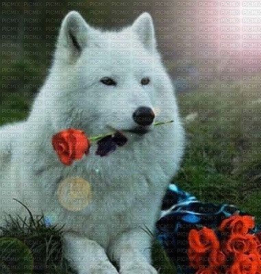 dog with flower bp - бесплатно png