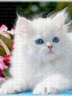 gato blanco - darmowe png