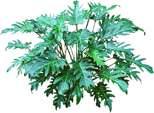 plant plante pflanze palm - GIF animé gratuit