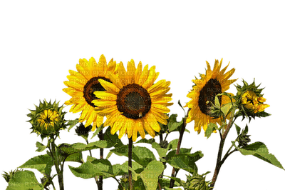 sunflowers bp - бесплатно png
