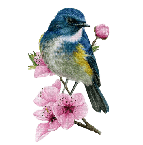 Vogel, Blaumeise, Bird - darmowe png