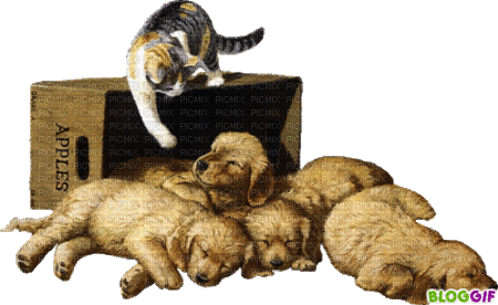Chiots.Puppies.Cachorros.Pets.Victoriabea - 無料のアニメーション GIF