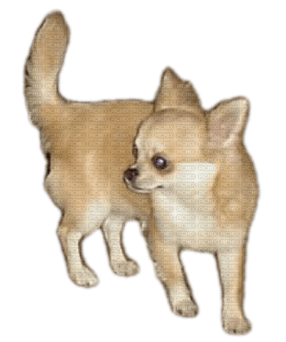 Chihuahua - PNG gratuit