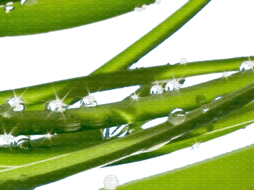 grass dew - 免费PNG
