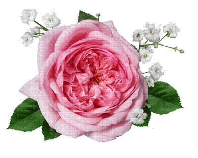 ruusu rose kukka fleur flower - png gratis