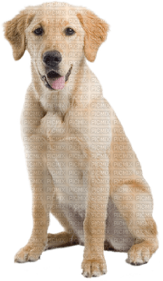 minou-dog-hund-cane - PNG gratuit