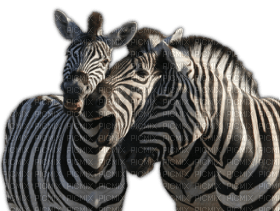 Kaz_Creations Zebra - Free PNG