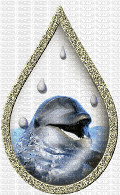 DOLPHIN - Free animated GIF