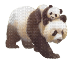 panda bear - gratis png