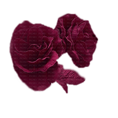 minou-flowers-roses-vinröda rosor - kostenlos png