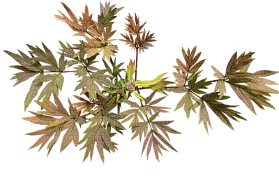 lehti, leaves - nemokama png