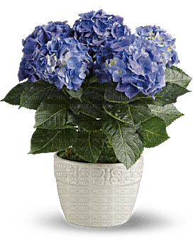 Kaz_Creations  Flowers Plant - Free PNG