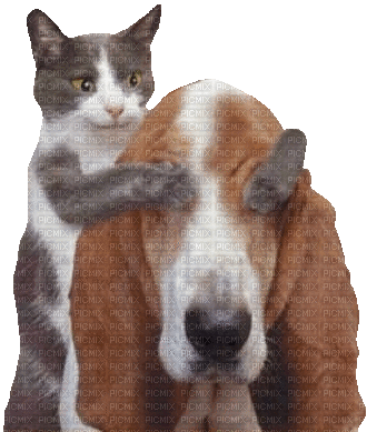 chien dog chat - GIF animé gratuit