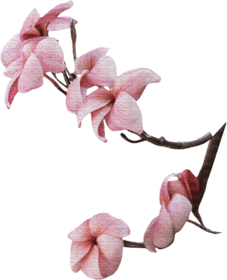 Tournesol94 fleur - darmowe png