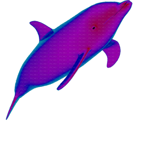 dolphin - Animovaný GIF zadarmo