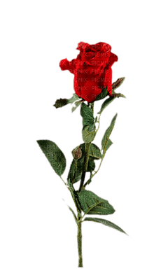 rose anastasia - gratis png