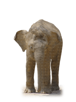 elephant, wild animal, elefantti, villieläin - δωρεάν png