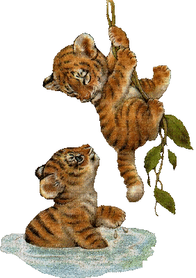 tigers-NitsaPap - GIF animado gratis