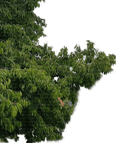 Baum - 免费PNG